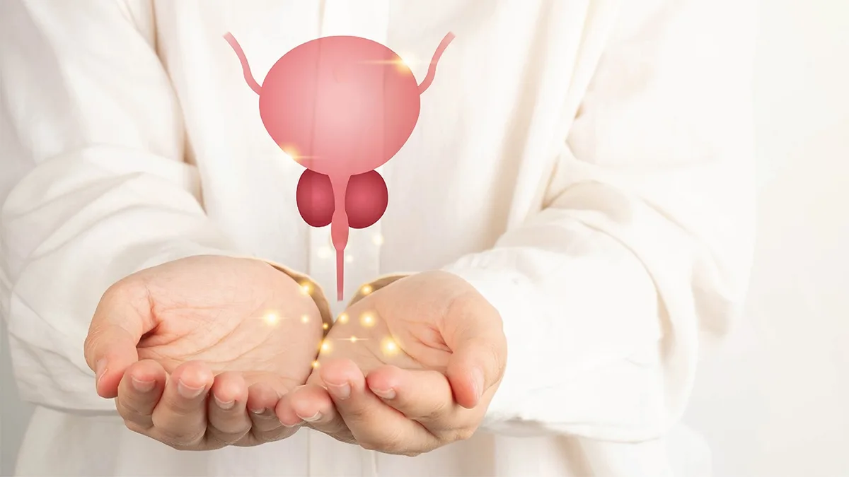 Two open hands holding a small anatomical model of a prostate